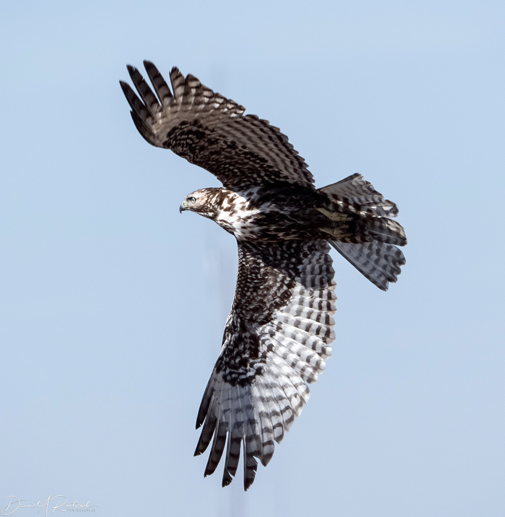 Red-tailed Hawk 2