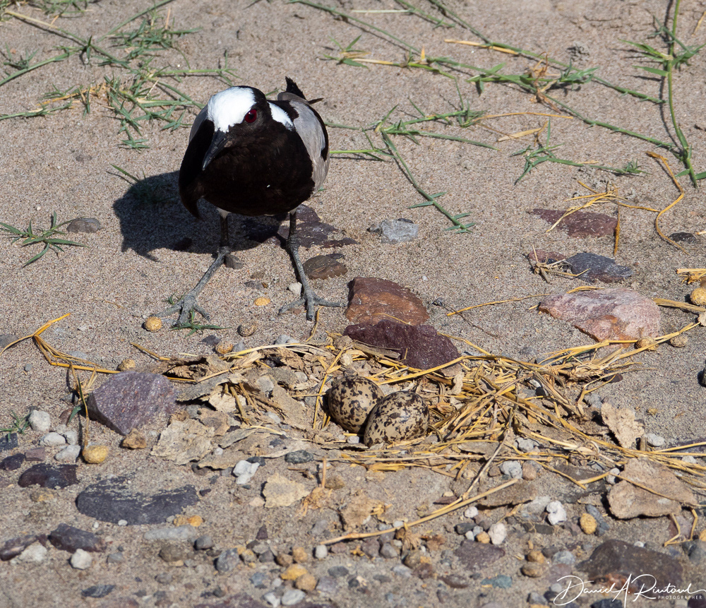 Blacksmith Plover