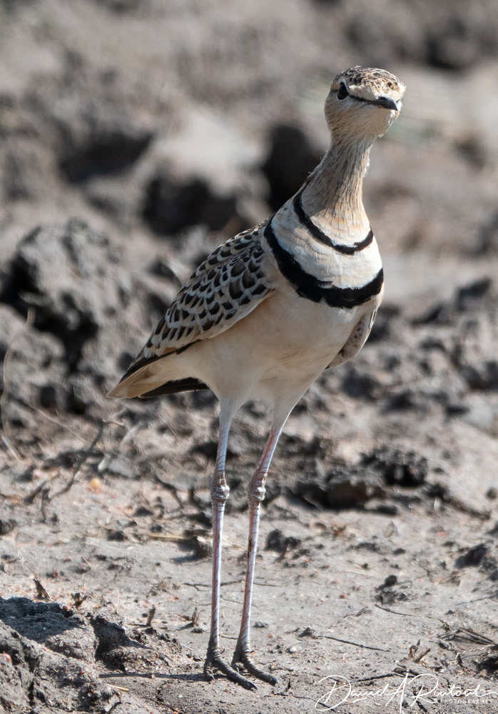 Two-banded Courser