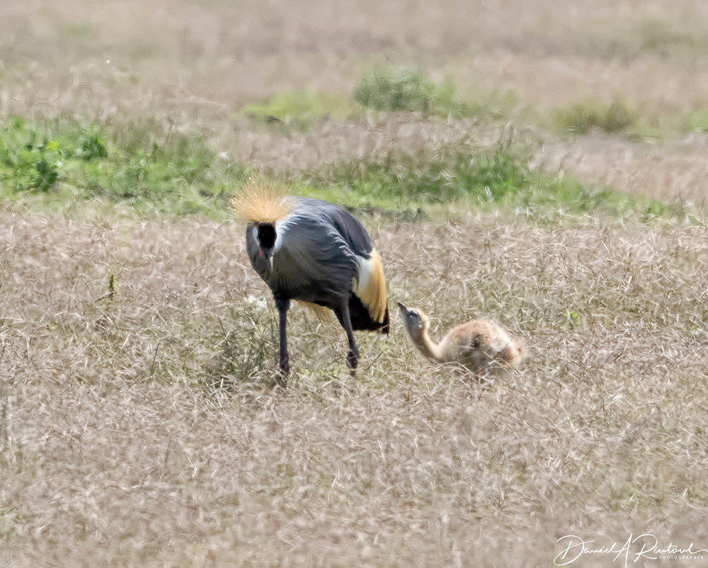 Crowned Crane and chick