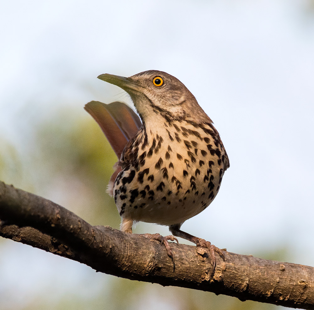 Brown Thrasher 1