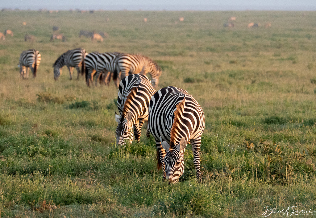 Zebras at sunrise