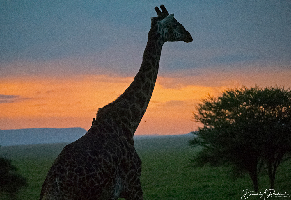 Giraffe sunset II