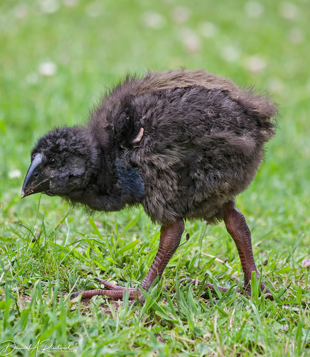 Takahe chick