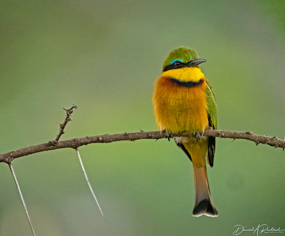 Little Bee-eater 2