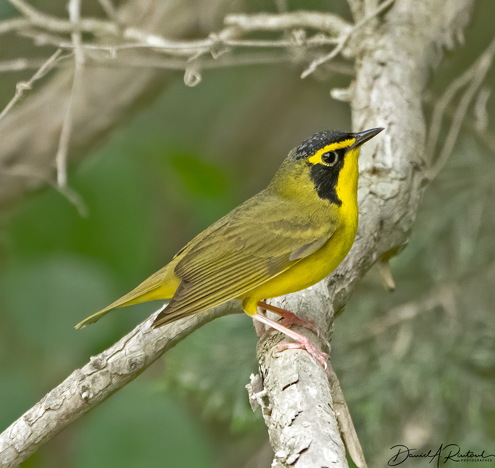Kentucky Warbler 2