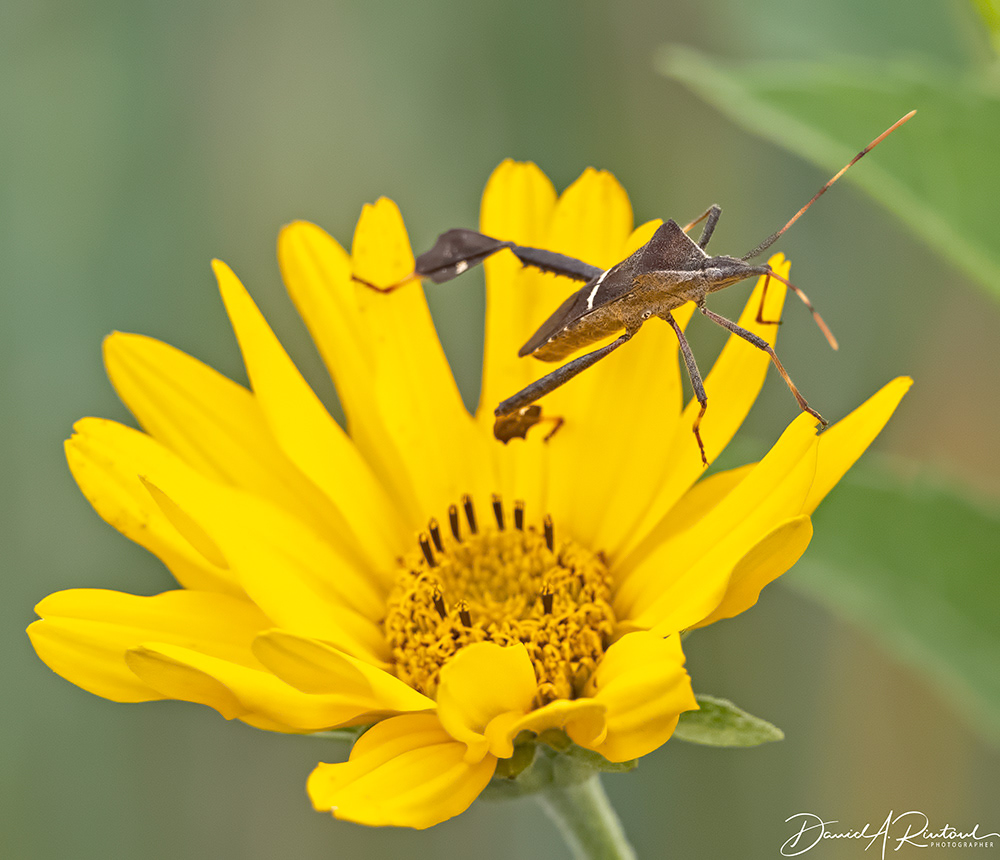 Leaf-footed Bug