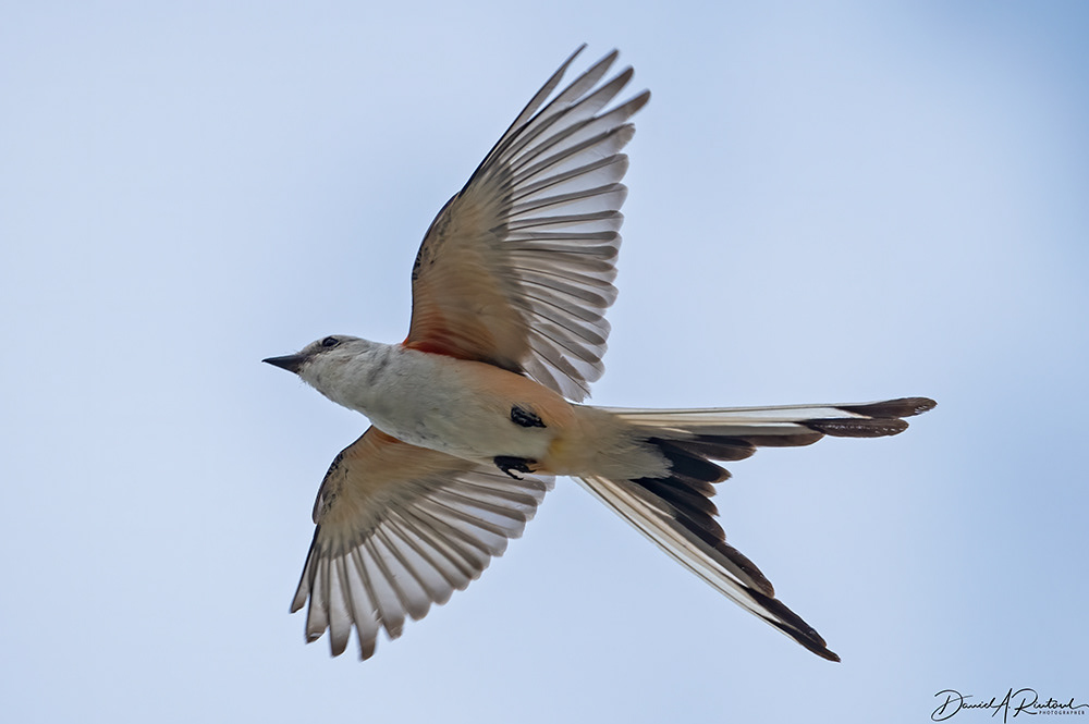 Scissor-tailed Flycatcher 2