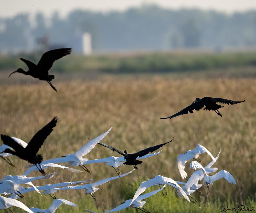 Ebony & Ivory - White-faced Ibis and Snowy Egret flock