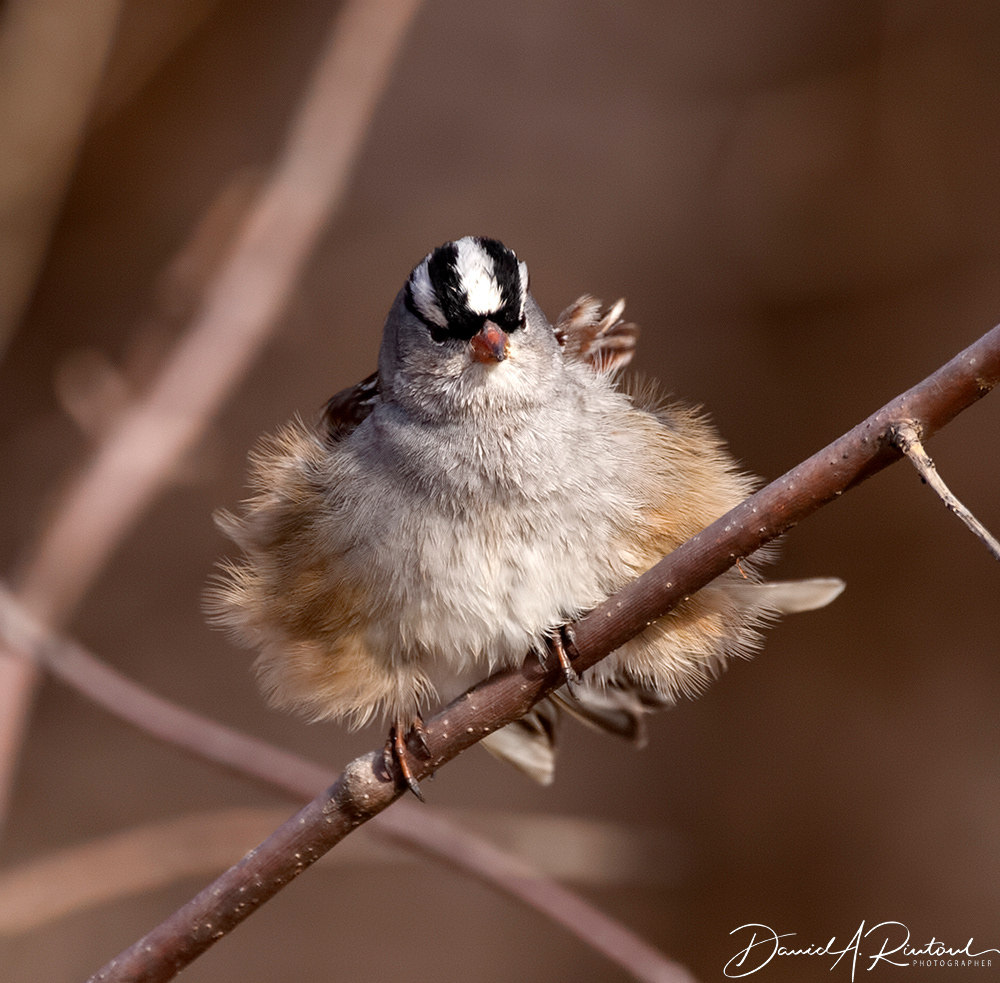 White-crowned Sparrow 2