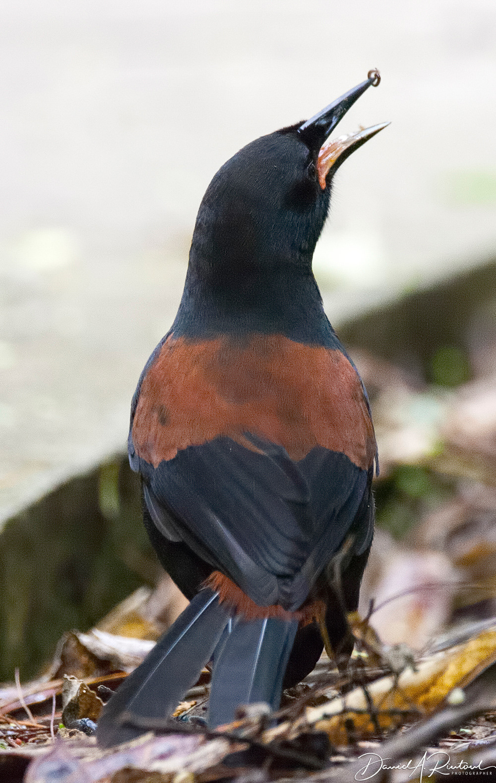 North Island Saddleback