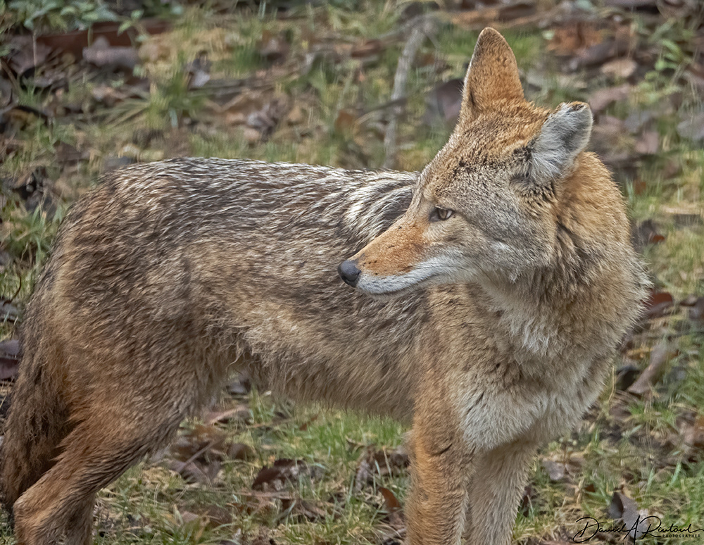 Coyote