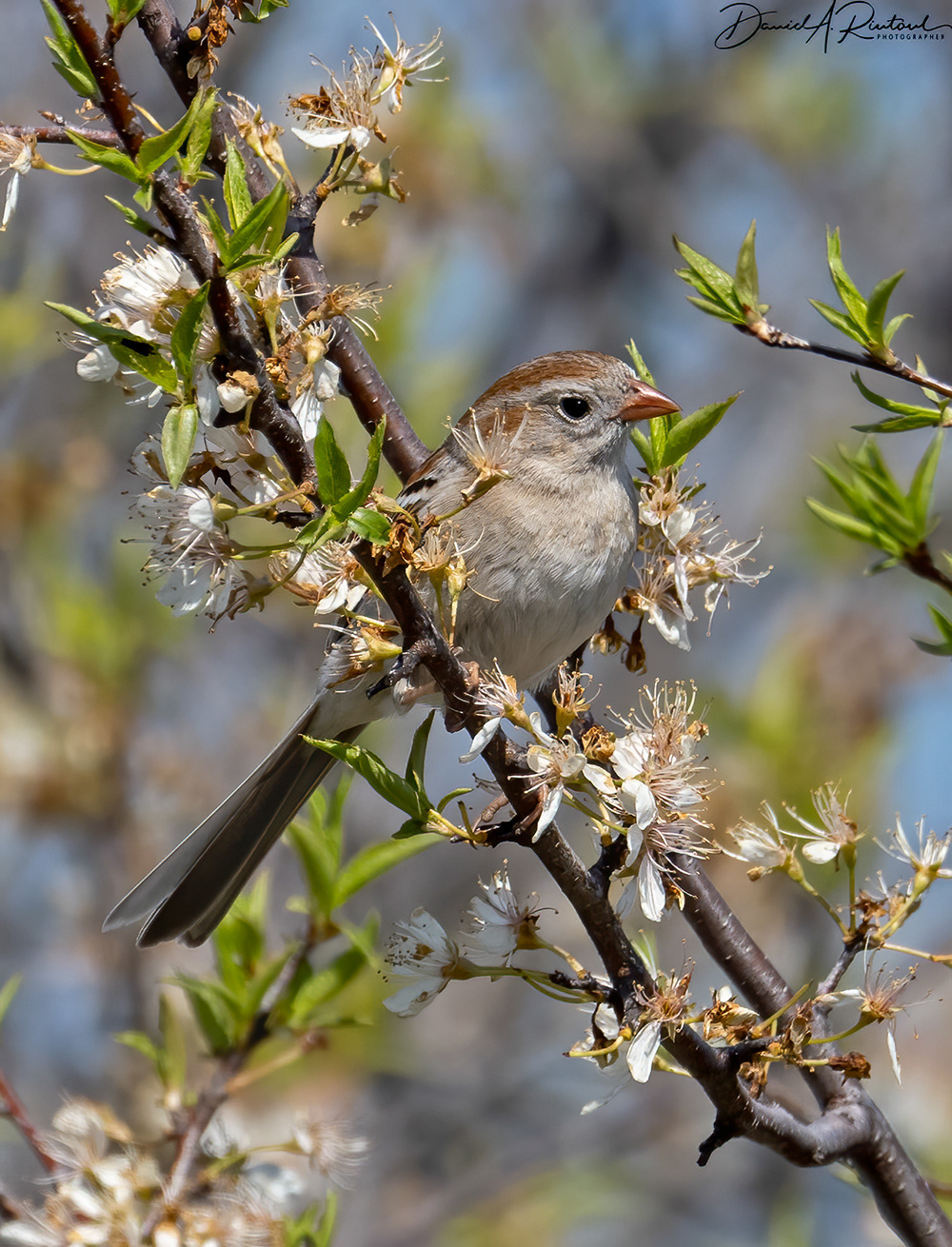 Field Sparrow 4