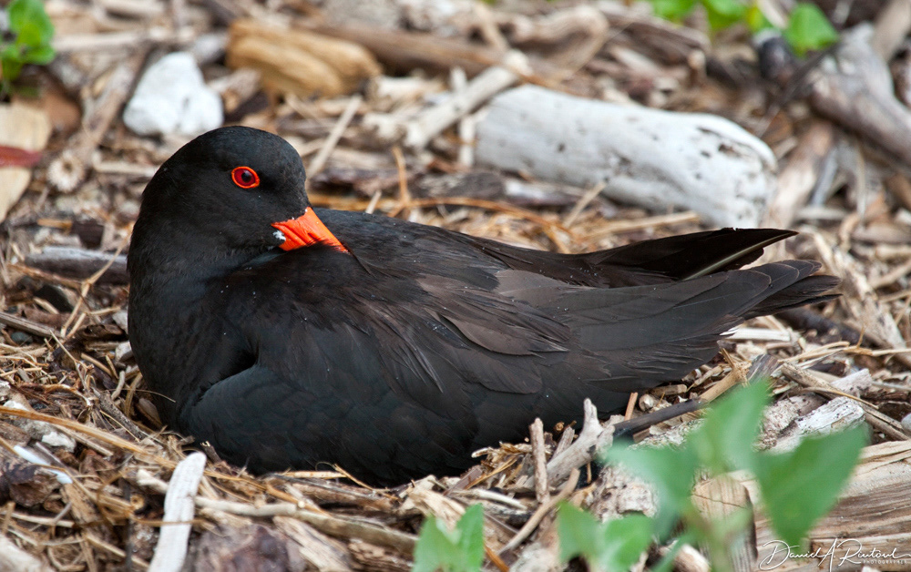Variable Oystercatcher on nest