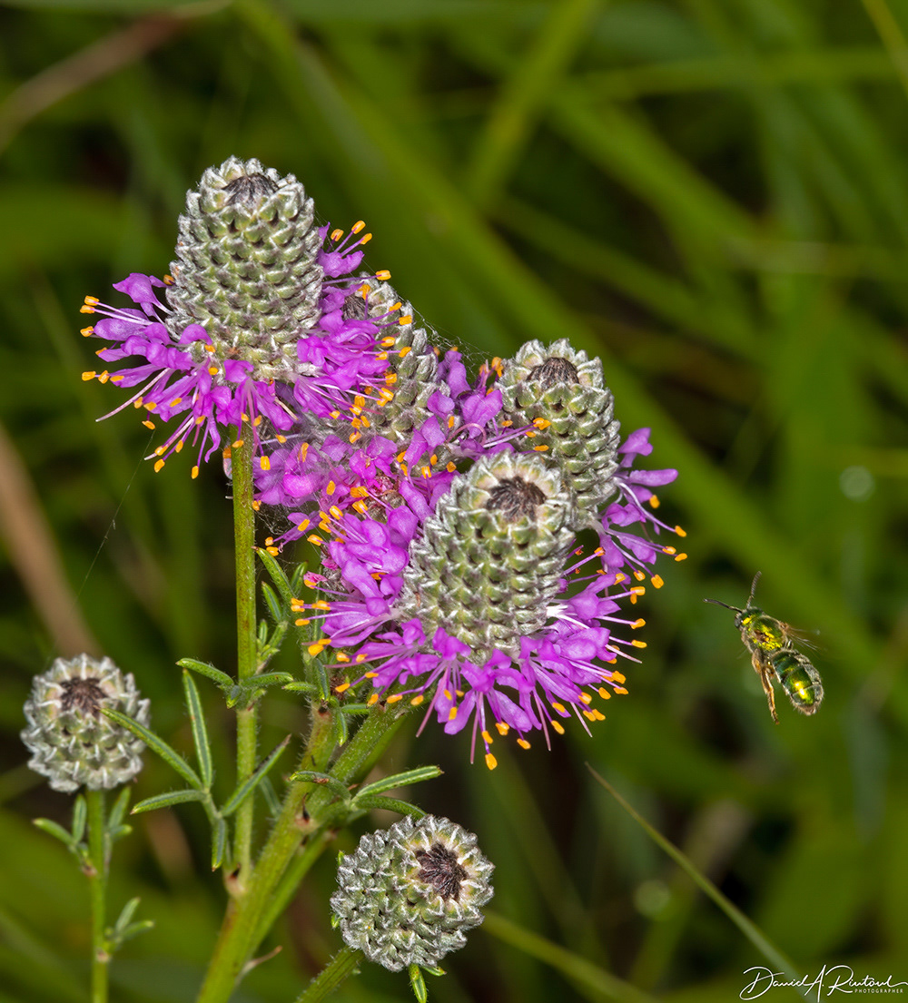 Purple Prairie-clover and sweatbee