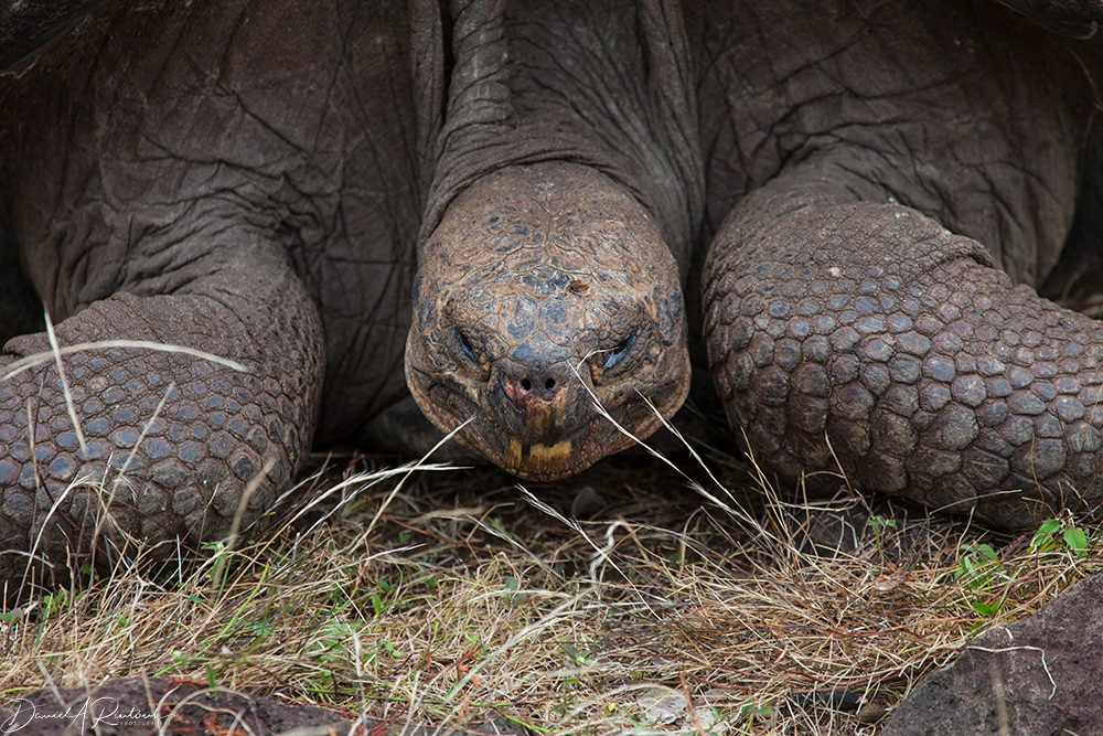 Giant Tortoise