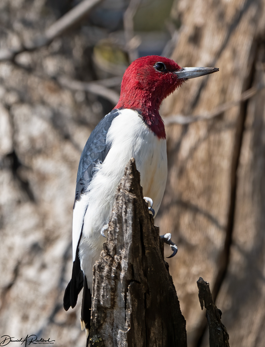 Red-headed Woodpecker 2
