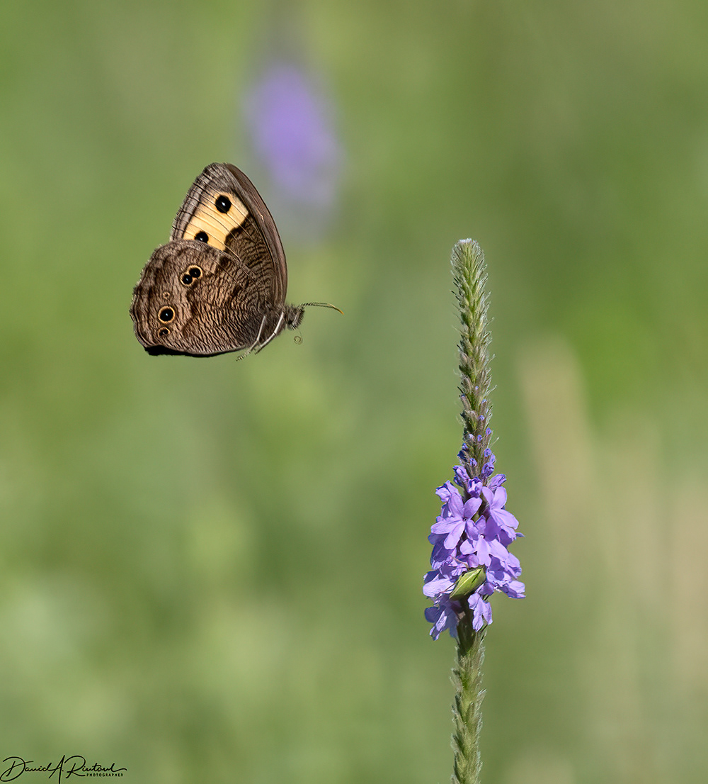 Wood-nymph and Verbena