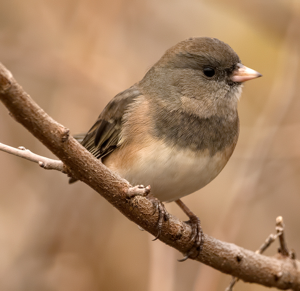 Dark-eyed Junco