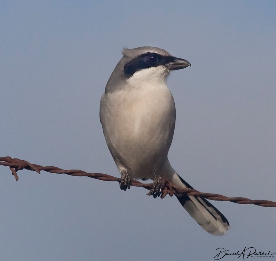 Loggerhead Shrike
