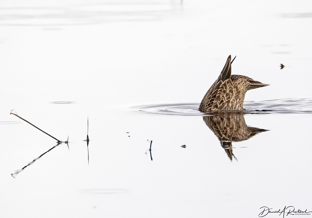 Blue-winged Teal