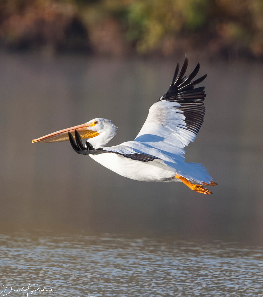 American White Pelican 2