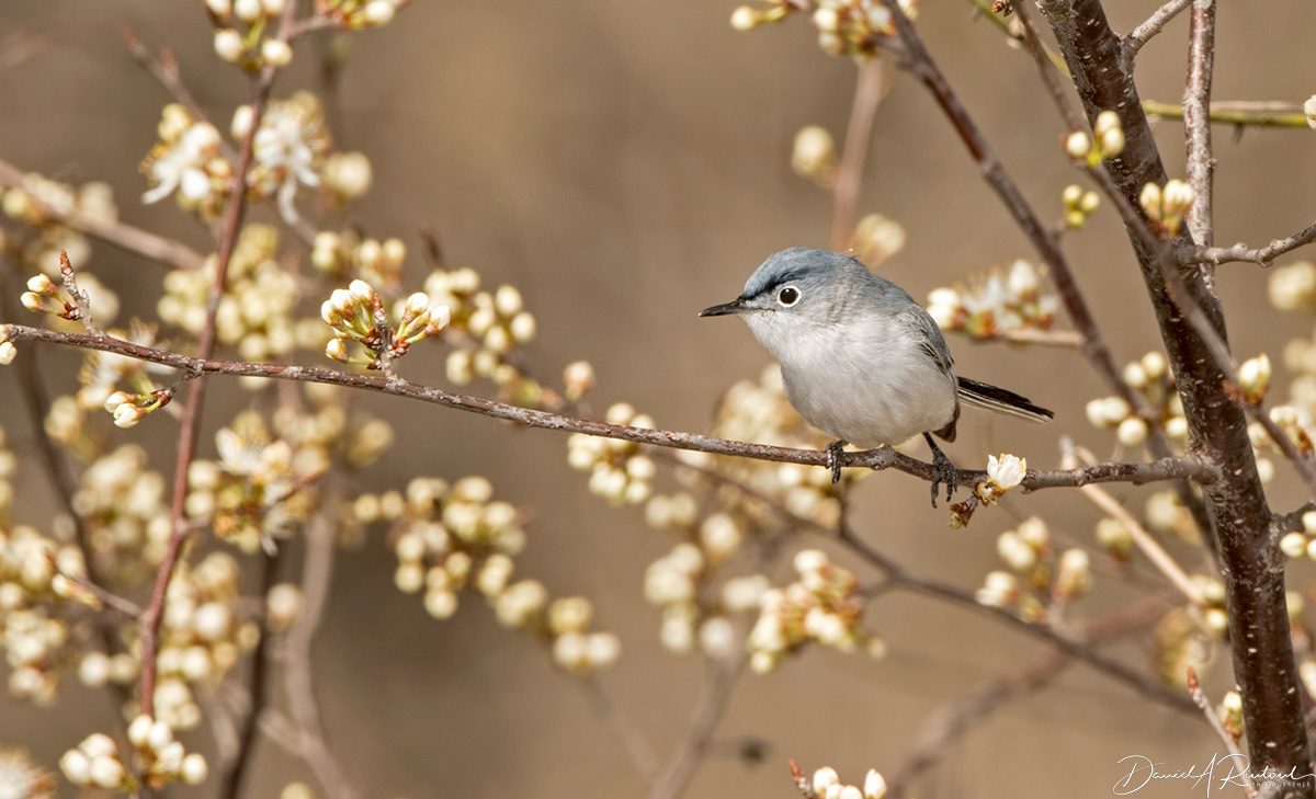 Blue-gray Gnatcatcher 5