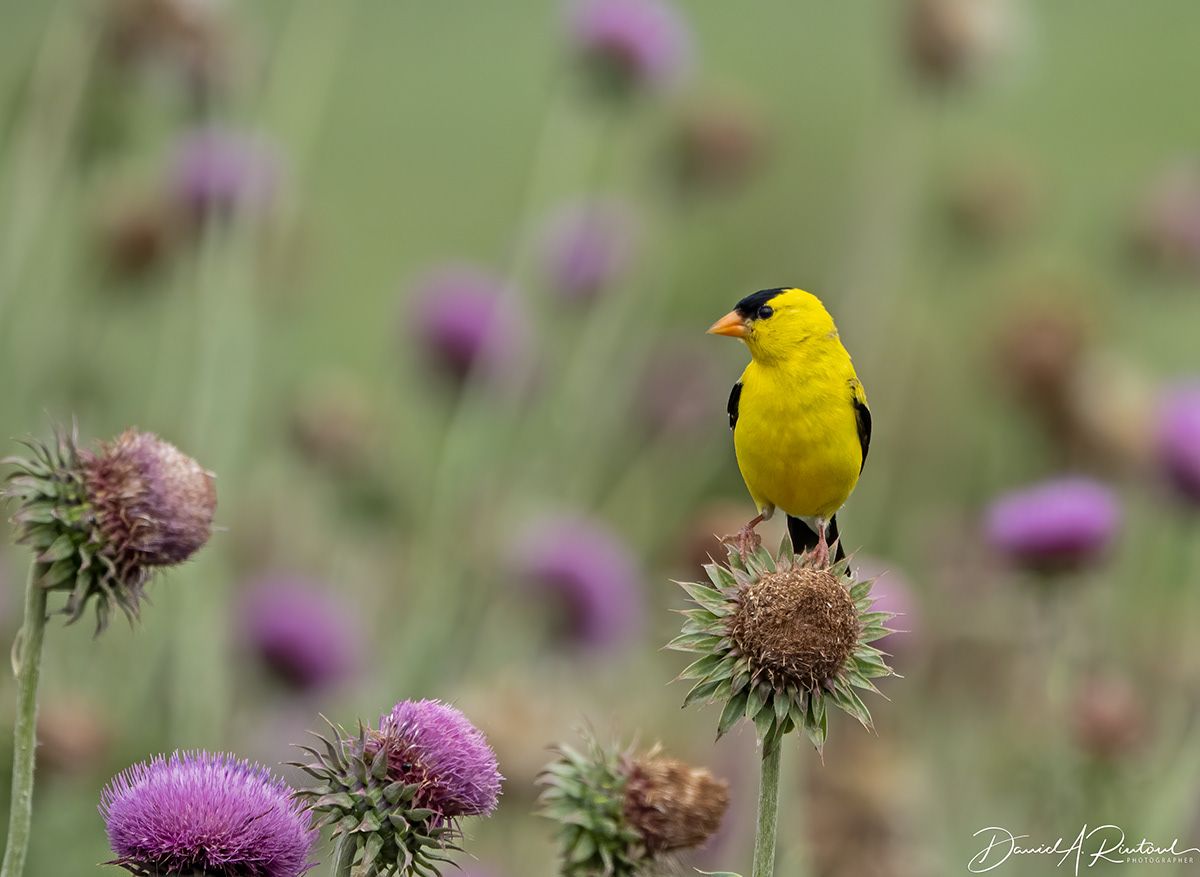American Goldfinch 2