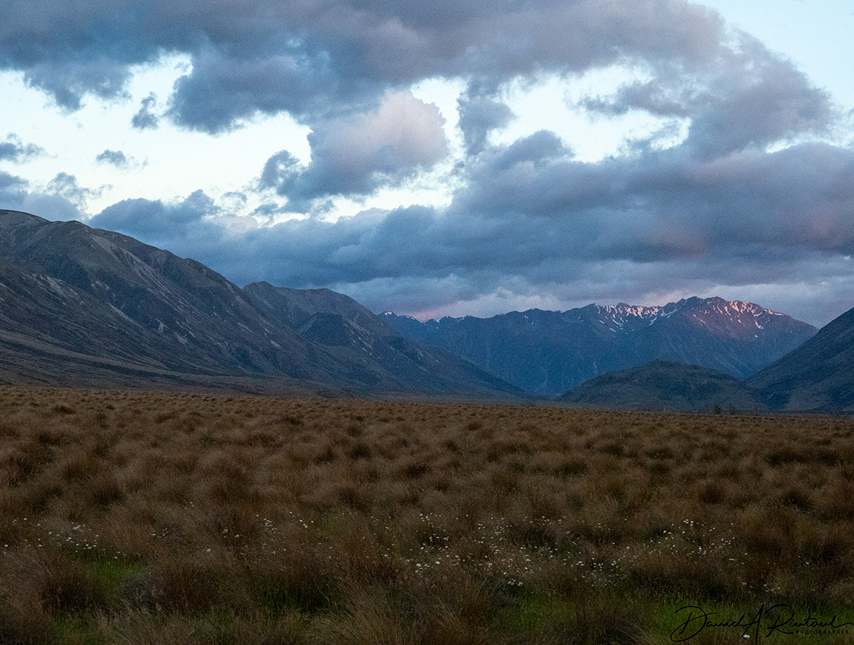 Tussock Grasses