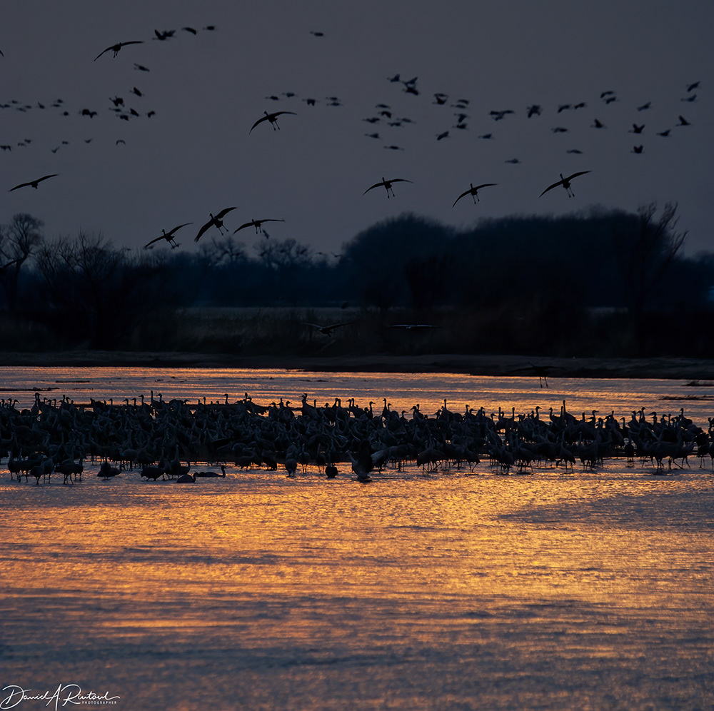 Sandhill Cranes