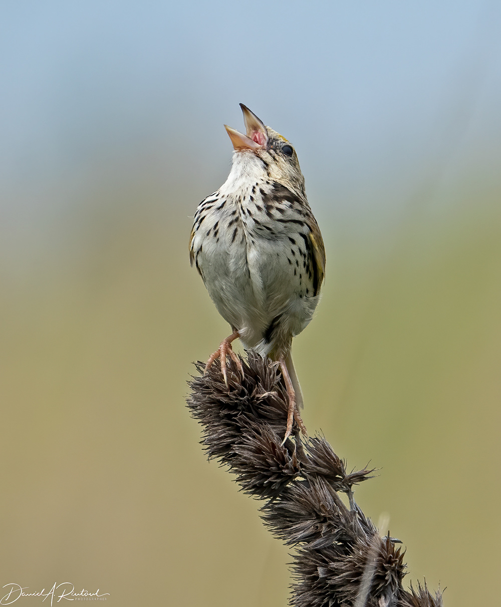 Henslow's Sparrow 3
