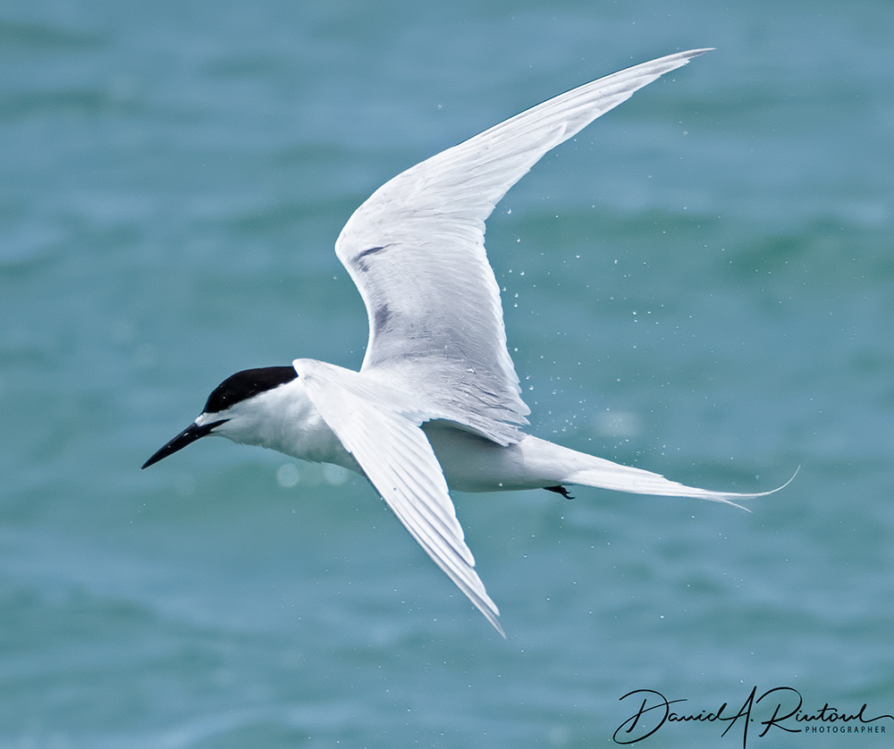 White-fronted Tern