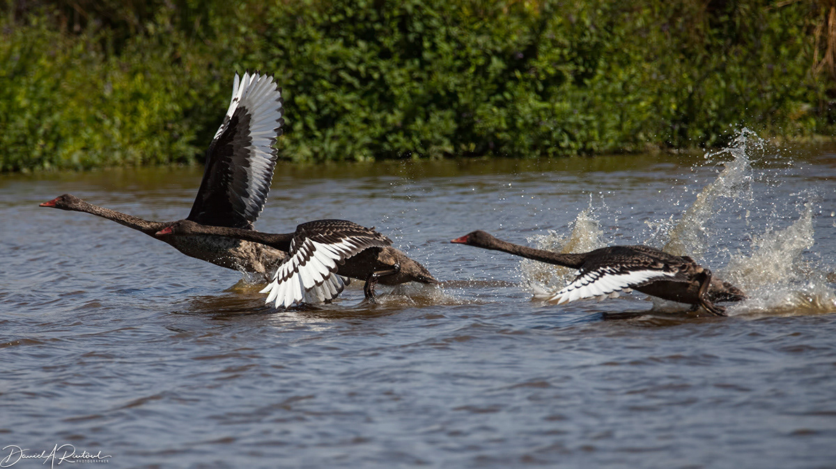 Black Swans