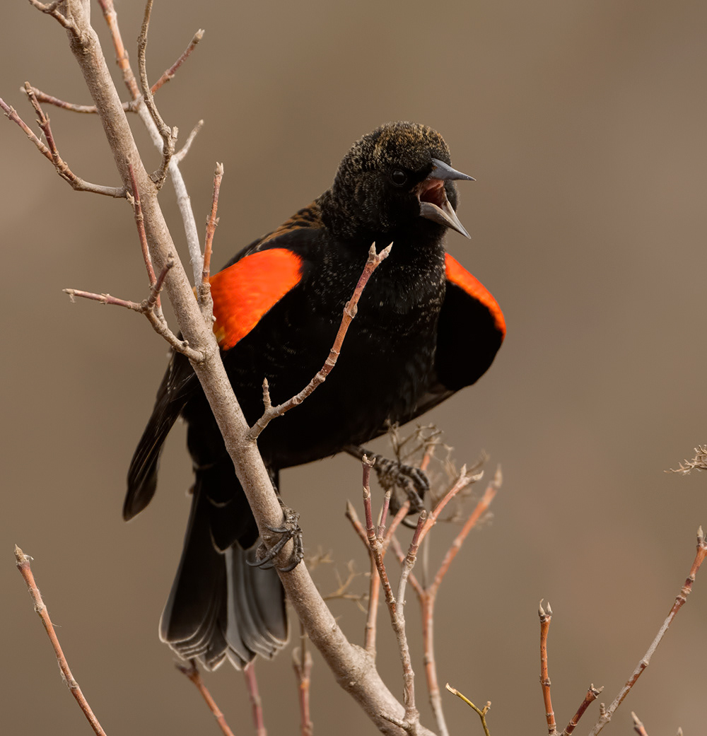 Red-winged Blackbird