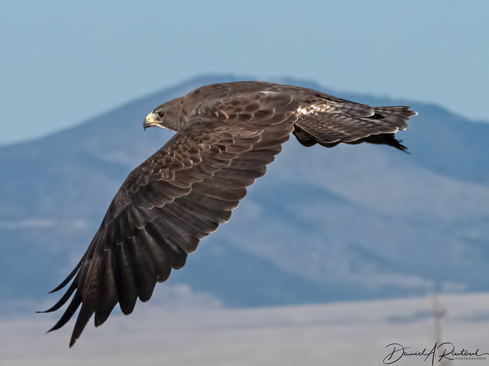 Swainson's Hawk 1