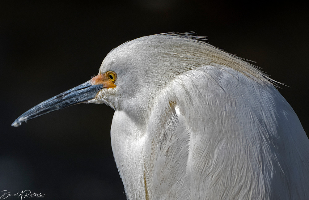Snowy Egret