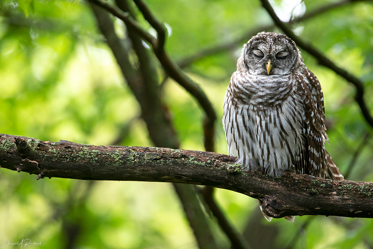 Barred Owl 3