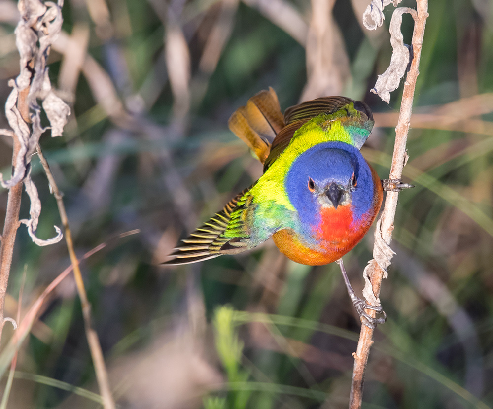 Painted Bunting 4