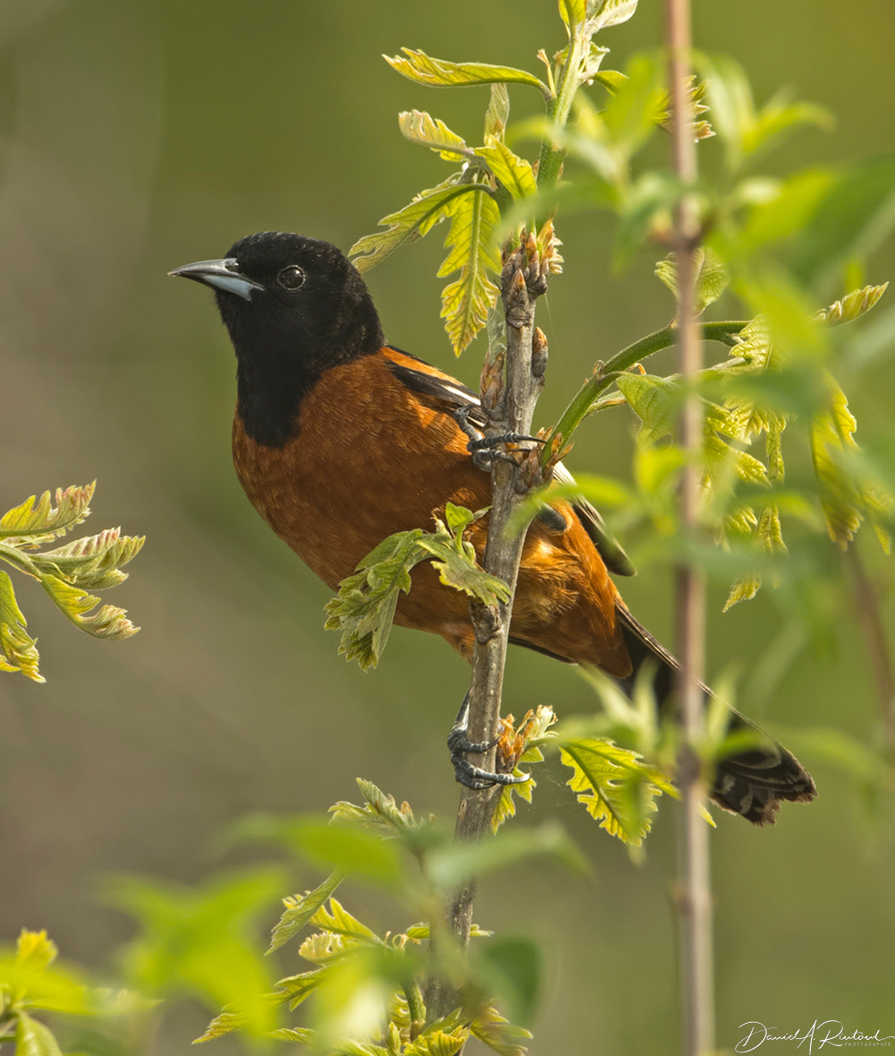 Orchard Oriole 4