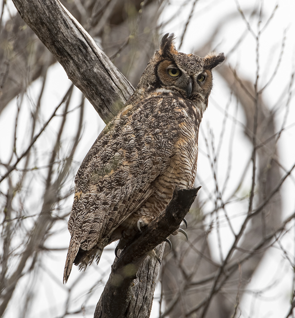 Great Horned Owl 1