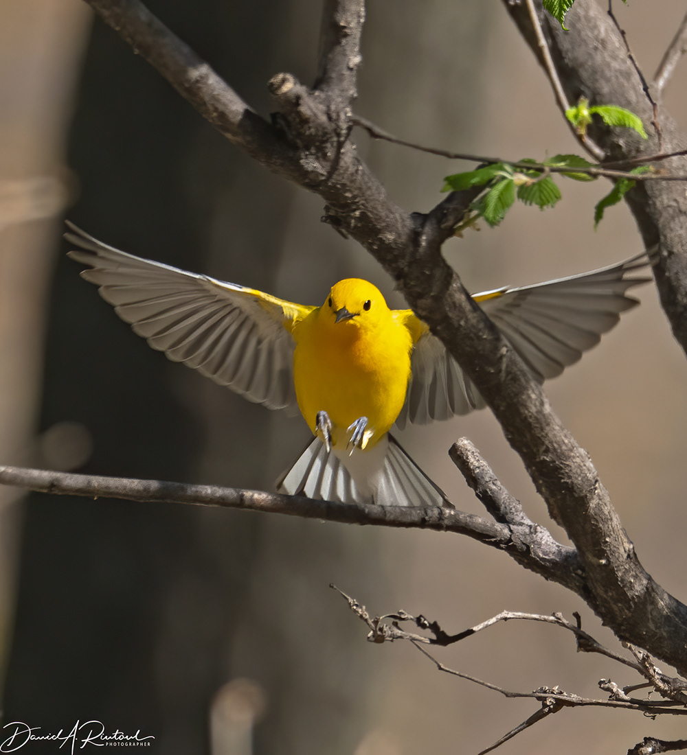 Prothonotary Warbler 2