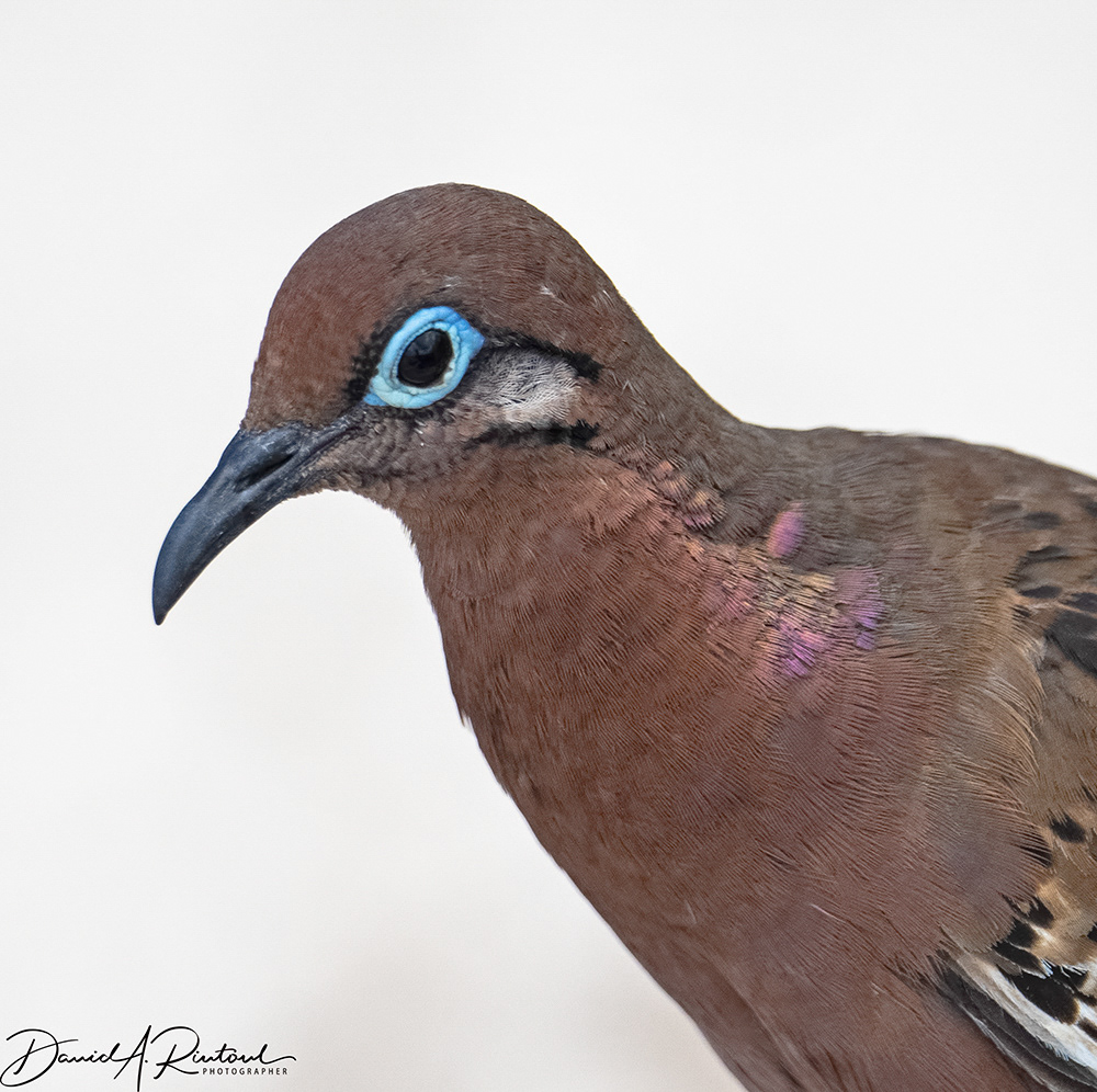 Galápagos Dove