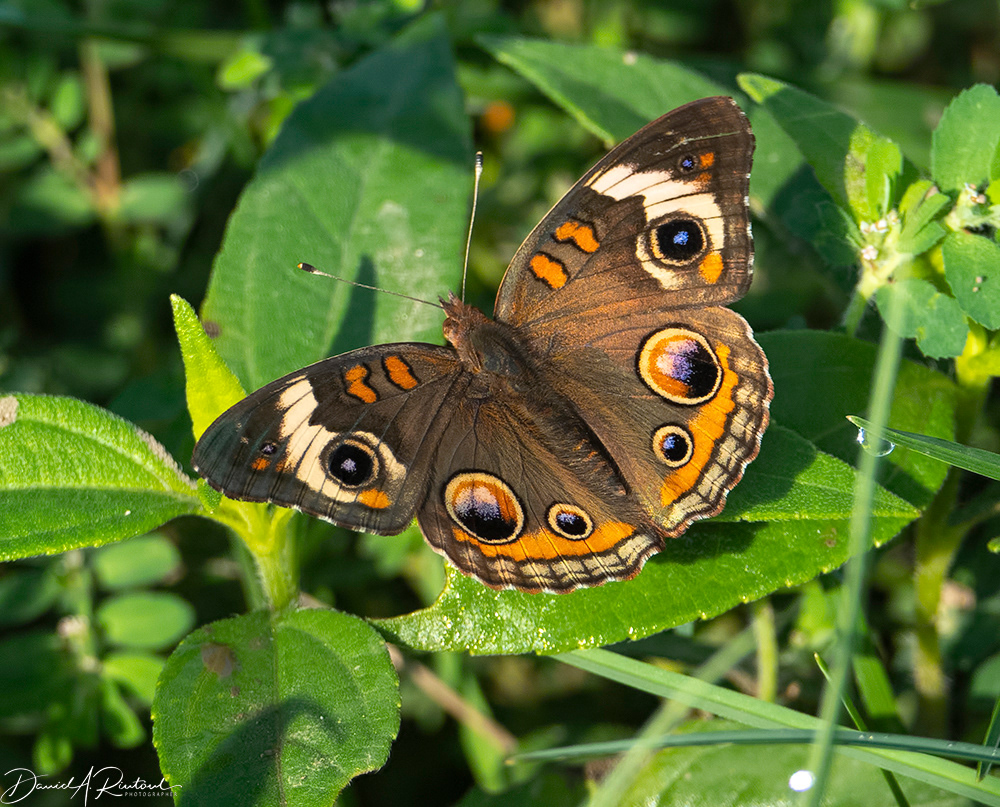 Buckeye