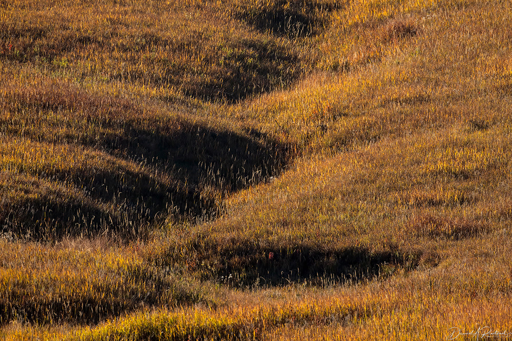 Kansas - Fall Grass textures 1