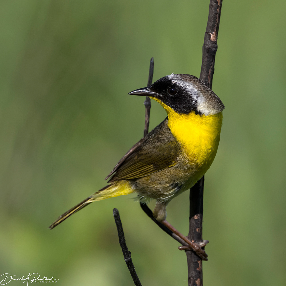 Common Yellowthroat