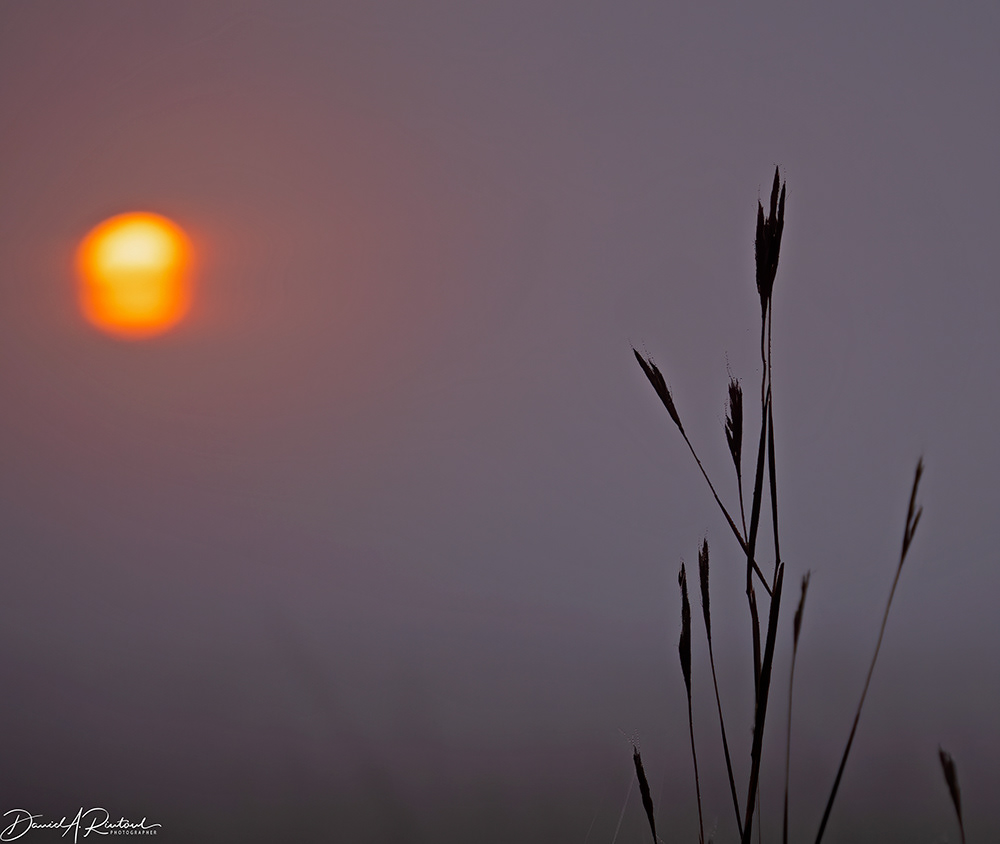 Kansas - Foggy sunrise with big bluestem