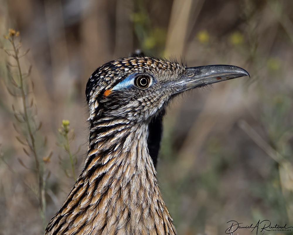 Roadrunner