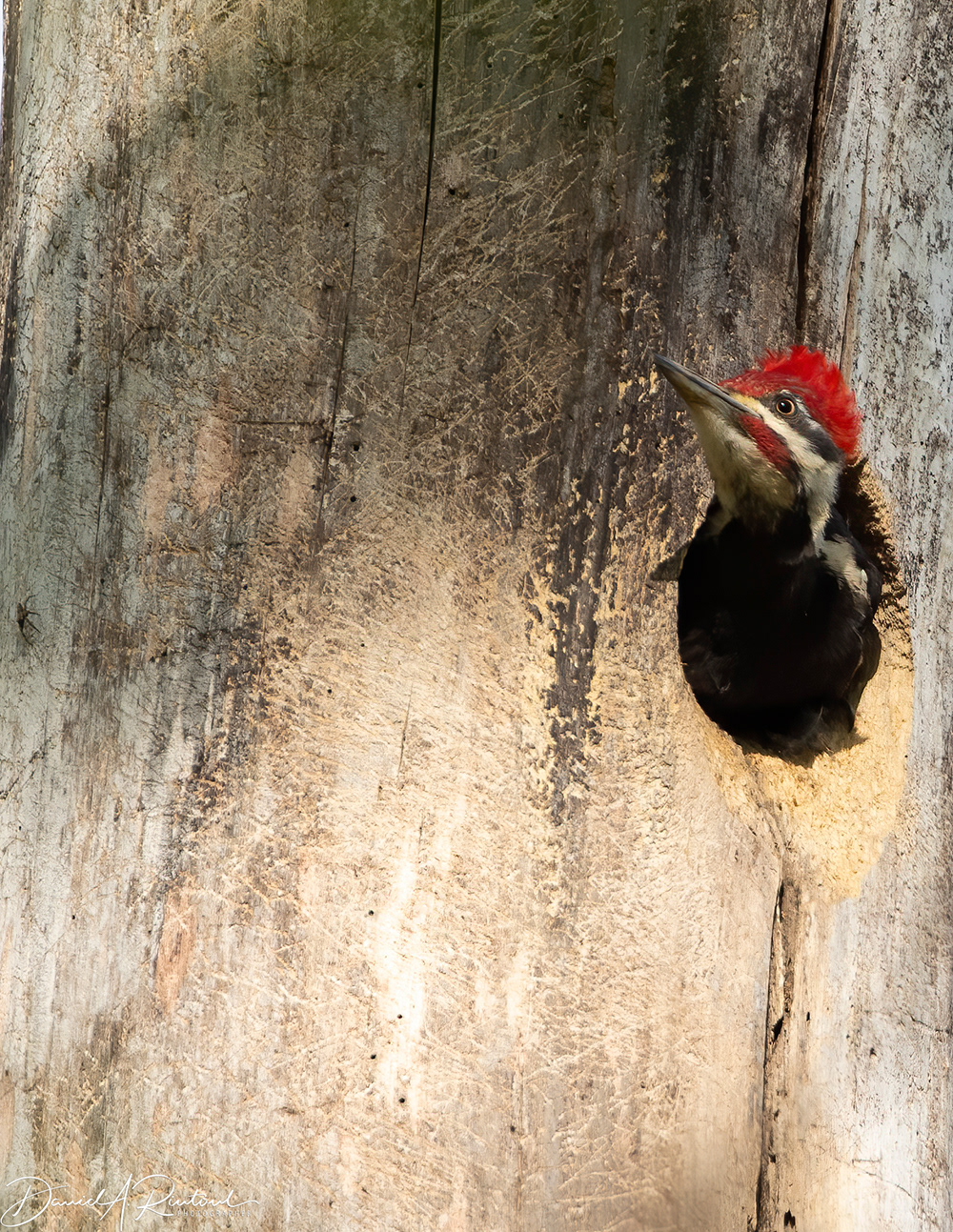Pileated Woodpecker
