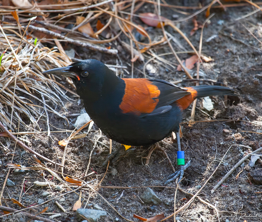 South Island Saddleback