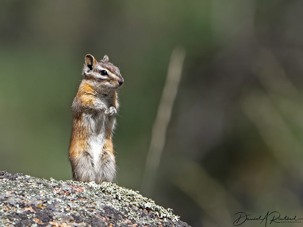 Chipmunk